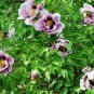 50 seeds Clarkie Godetia Double Azalea Strain Fresh Seeds