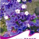 30 seeds Blue Sea Lavender Seeds
