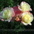 50 seeds New Kathy Wade Hybrid Rose Shrub Bonsai Flowers