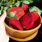 100 seeds Fragaria Ananassa Rare Giant Flat Strawberry