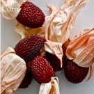 8 seeds Heirloom Red Popping Corn, strawberry corn