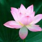 1 seeds Heirloom Fragrant Ball Pink Nelumbo Nucifera Lotus Flower
