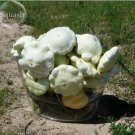 5 seeds Summer Squash White Patty Pan Scallop