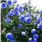 100 seeds Rare Blue Climbing Rose