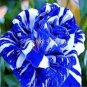 100 seeds Rare Blue Climbing Rose