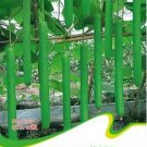 10 seds Green Long Bottle Gourd Seeds