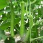 10 seds Green Long Bottle Gourd Seeds