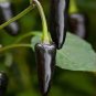 50 seeds Rare Black Hungarian Hot Chili Pepper Organic