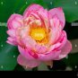 1 seeds Pink Lotus Flower Seeds