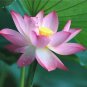 1 seeds Pink Lotus Flower Seeds