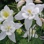 35 seeds White Columbines Aquilegia Seeds Balcony Bonsai Plant Flowers
