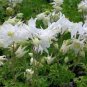 35 seeds White Columbines Aquilegia Seeds Balcony Bonsai Plant Flowers