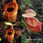 5 seeds Bonsai Nepenthes Seeds