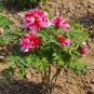 5 seeds Heirloom 'Shou An Hong' Red Chinese Peony Seedling Flower