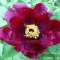 5 seeds Heirloom 'Shou An Hong' Red Chinese Peony Seedling Flower