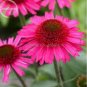 100 seeds Rare Deep Pink Echinacea Purpurea Coneflower Flowers