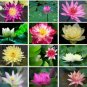 20 seeds Rare Mixed Colors Lotus Beautiful Flowers