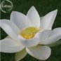 20 seeds Rare Mixed Colors Lotus Beautiful Flowers