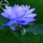 20 seeds Rare Mixed Colors Lotus Beautiful Flowers