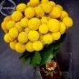 10 seeds Rare Beautiful Golden Yellow Craspedia Flowers