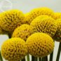 10 seeds Rare Beautiful Golden Yellow Craspedia Flowers
