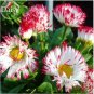 50 seeds Bellis Perennis White Red Daisy Annual Flowers