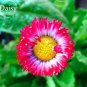 50 seeds Bellis Perennis White Red Daisy Annual Flowers