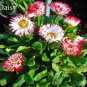 50 seeds Bellis Perennis White Red Daisy Annual Flowers