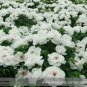 5 seeds Heirloom White Peony Seeds for Oil