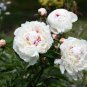 5 seeds Heirloom White Peony Seeds for Oil