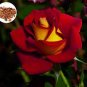 50 seeds Rare 'Hua Kui' Yellow Red Rose Shrub Flower Seeds