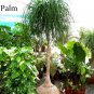 5 seeds BEAUCARNEA recurvata Ponytail Palm