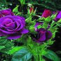 50 seeds Rare Purple Green Rose Flower