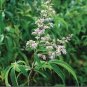 100 seeds Buy Vitex Negundo Tree Semente