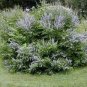 100 seeds Buy Vitex Negundo Tree Semente