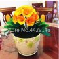 100 seeds Kasuki Gorgeous Clivia Bonsai