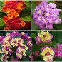 20 seeds Lantana Mixed