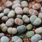 10 seeds Rare Lithops Hybrid Seeds