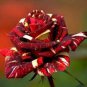20 seeds New Hierloom Rose High Germination Rate Stunning Blooms Balcony