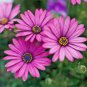 100 seeds Purple Osteospermum Bonsai Potted Flowering Plants Blue