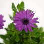 100 seeds Purple Osteospermum Bonsai Potted Flowering Plants Blue