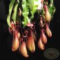 50 seeds Tropical Pitcher Plant Giant Nepenthes Bonsai