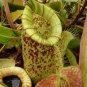 50 seeds Tropical Pitcher Plant Giant Nepenthes Bonsai