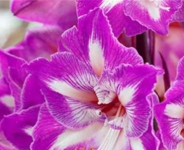 100 seeds Mixed Amaryllis Bonsai Seeds Not Bulbs Balcony Garden Lily Plant