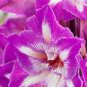 100 seeds Mixed Amaryllis Bonsai Seeds Not Bulbs Balcony Garden Lily Plant