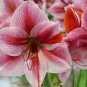 100 seeds Mixed Amaryllis Bonsai Seeds Not Bulbs Balcony Garden Lily Plant