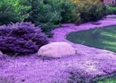 200 seeds Creeping Thyme Seeds Rock CRESS Plant