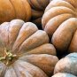 8 seeds 'Imperial Crown' Pumpkin Ornamental Squash