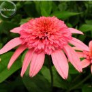 100 seeds 'Sweet Honey' Echinacea Coneflower