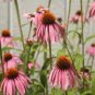 100 seeds 'Sweet Honey' Echinacea Coneflower